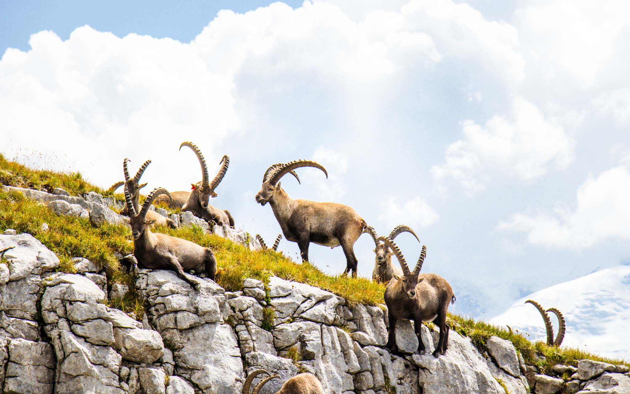 A herd of ibex in the Désert de Platé