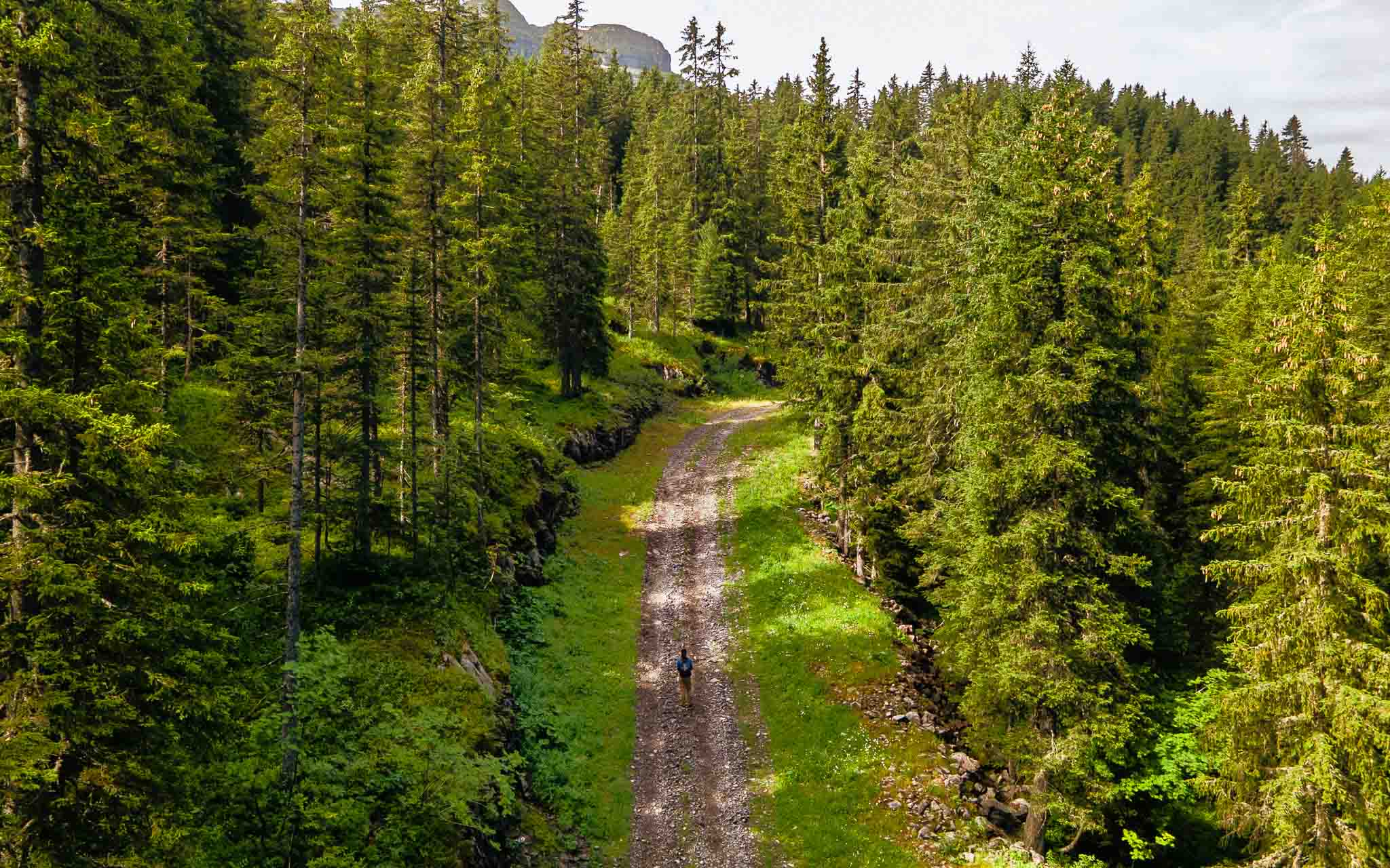 Vue aérienne d'un chemin forestier entouré d'épicéas dans la station de montagne de Flaine en été.